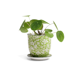 Liberte Porcelain Pot & Saucer Set w/Drainage Green Laves